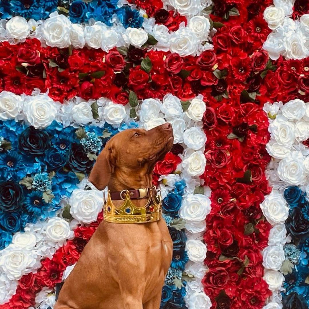 Hungarian vizsla in front of a union jack flower display